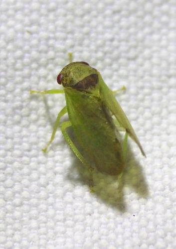 Iassus lanio